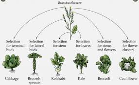 Image result for Brassica