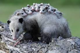 Photographic Print North American Opossum Didelphis Virginiana Parental Animal Young Animals Hump By Ronald Wittek 24x16i Opossum Awesome Possum Animals