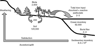 And (iv) sedimentation of phosphorus associated with. Phosphorus Cycle Springerlink