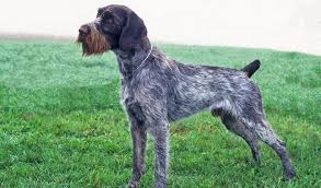 We've compiled the top 5 male and female names for 2017 after analyzing the sale of 100 wirehaired pointing griffon dogs. German Wirehaired Pointer Breed Information German Wirehaired Pointer Pointer Dog Cool Dog Beds