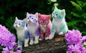 اجمل الصور في العالم 2017 اجمل الصور في الدنيا جديدة 2018 صور و خلفيات الوليد rainbow kittens kitten wallpaper kittens cutest