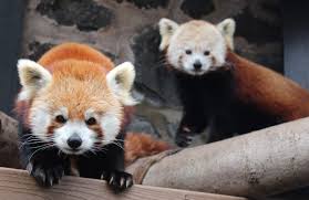 The emblematic animal of madagascar is not the lemur but the zebu, used for everything: Dnrec Breaks Ground On Brandywine Zoo Madagascar Exhibit That Will House Endangered Lemurs Tortoises State Of Delaware News