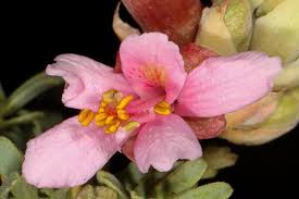 Image result for Gelrebia