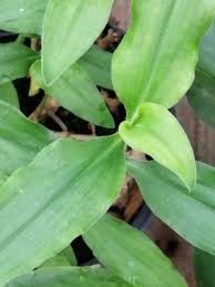 Image result for Aneilema aequinoctiale