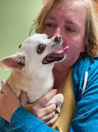 Boston terrier crosses rainbow bridge