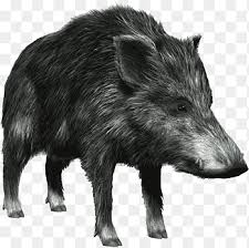 Porcul mistret (si cel domestic) are anatomia aproape identica cu a oamenilor si organele lor pot fi folosite in transplante. MistreÈ Ganzhou Joc Zodiac Chinezesc Material MistreÈ Animale FiarÄ Png Pngegg