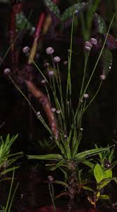 Image result for Paepalanthus lamarckii
