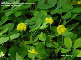 Full Size Picture Of Perennial Peanut Ornamental Peanut Arachis Glabrata Perennials Planting Flowers Plants