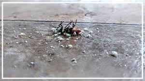 Dayton is full of strong willed individuals, who fend. Quality Professional Pest Control Ampulex Pest Control Bed Bug Control