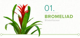 18 Plants That Don T Need Sun Proflowers