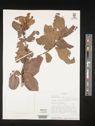 Image result for Myrica chimanimaniana