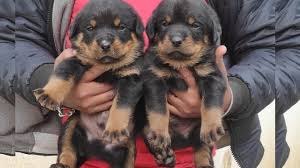 Our rottweiler puppies for sale can be shipped to the following states: German Rottweiler Puppies For Sale In Alabama 08 2021