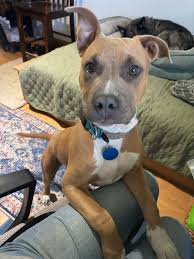 Part time pet and house sitting job in Baker City