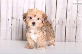 These dogs are incredibly patient with their owners and surroundings. Yorkiepoo Yorkie Poo Puppy For Sale Near Columbus Ohio 5fb27f80 8ae1 Yorkie Poo Yorkie Poo For Sale Yorkie Poo Puppies For Sale