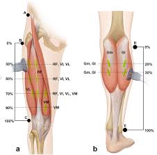 It is a powerful extensor of the thigh. Correlation Analysis Between Lower Limb Muscle Architectures And Cycling Power Via Ultrasonography Scientific Reports