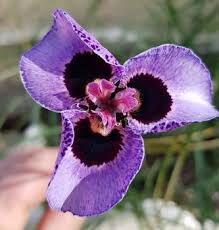 Image result for Moraea bella