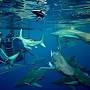 Shark Cage Diving KZN from www.tripadvisor.com