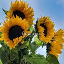 È una delle varietà predilette per fare gli auguri di buon compleanno a una persona molto cara. Girasole Significato