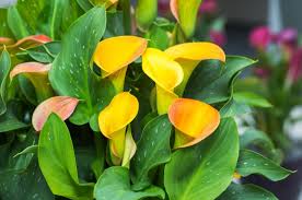 Un esempio può essere quello di appendere dei se risulta difficile far crescere e sopravvivere delle piante vere, si possono utilizzare i fiori finti, senza servirsi di vasi veri o trasparenti; Iper Elegante Si Nasce La Calla