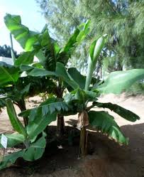 Image result for Musa acuminata