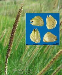 Image result for Setaria incrassata