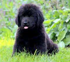 Uptown puppies offers a free puppy finder service that connects responsible, ethical breeders with responsible, ethical buyers in rhode island. 22 Island Puppies Private Breeders Puppies For Sale Long Island Ny Ideas Puppies Puppies For Sale Breeders