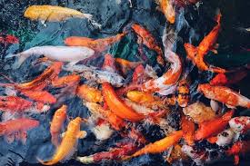 Kolam ikan minimalis yang ditempatkan di belakang rumah ini sangat nyaman untuk dijadikan tempat bersantai menikmati udara segar di sore hari. Cara Membuat Kolam Ikan Sendiri Di Area Taman Rumah Halaman All Kompas Com
