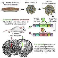 When modeling speciﬁ c human disease conditions and. Ex Vivo Gene Therapy Using Patient Ipsc Derived Nscs Reverses Pathology In The Brain Of A Homologous Mouse Model Sciencedirect
