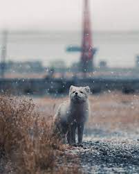 There's few more spots left on my wildlifephotography workshop in svalbard this summer. Konsta Punkka On Instagram A Local Arctic Fox Sniffing The Air As The First Snow Of The Season Slowly Falls Down And C Arctic Fox Arctic Animal Photography