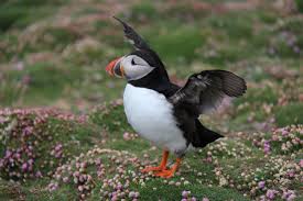 Black Bird With Yellow Beak And White Belly Puffins Are One Of The Few Birds Able To Carry Multiple Small Fish Crosswise In Their Beaks Thanks To A Unique Hinge To Their Beaks Whic Puffin Animals Birds