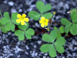 Image result for Oxalis corniculata