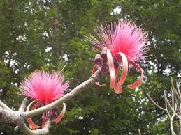 Image result for Pseudobombax