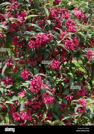 Image result for Cestrum elegans