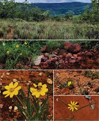 Image result for Aspilia rudis