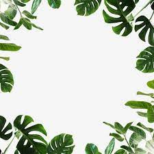 Tropicheskij List Monstera Grin Znachki Listev Zelenye Znachki Tropicheskij Png I Psd Fajl Png Dlya Besplatnoj Zagruzki Watercolor Leaves Tropical Leaves Leaf Clipart