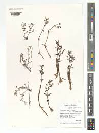 Image result for Limnophila indica