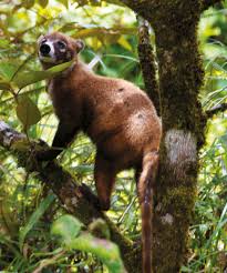 Solutions pour la definition ricain en 6 lettres ainsi que les differents synonymes possibles. La Diversite Biologique Insulaire A L Epreuve De La Faune Exotique Envahissante