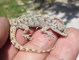 Image result for Kotschya carsonii