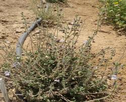 Image result for Halopyrum mucronatum