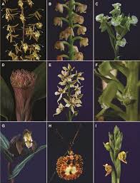 Image result for Polystachya caloglossa