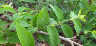 Image result for Vitex payos