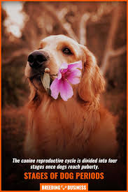 This is the longest phase of inactivity, which concludes with the beginning of the next proestrous. Do Dogs Have Periods Stages Hormones Behavioral Changes Faq