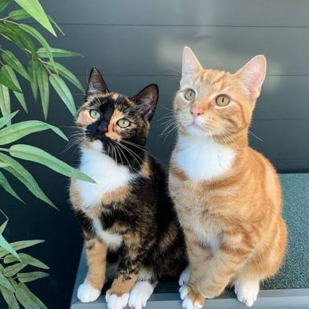 Today is my best friend,s Birthday but so sad to that nobody wishes him yet  #cat #catlover #catsofinstagram #catoftheday #catloversclub  #catchandrelease #kittens #kitty #kittycat #cutecat #photography  #photooftheday #photographychallenge ...