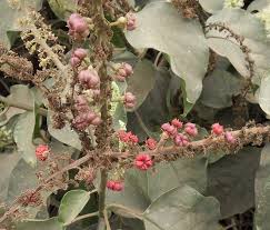 Image result for Phytolacca dodecandra