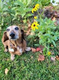 Vote for your Favorite Featured Pet!