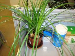 While it is not toxic, if your feline eats a lot of its leaves, it might present digestion problems. Ponytail Palm Beaucarnea Recurvata Step By Step Guide Our House Plants