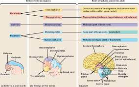 Kids Are Not Just Mini Adults Kids Brain Development Brain Development Brain Based Learning Strategies Brain Based Learning