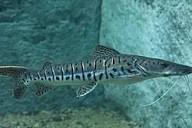 Pseudoplatystoma corruscans &ndash; Wikip&eacute;dia, a enciclop&eacute;dia livre