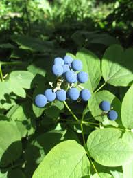 Image result for Kotschya capitulifera