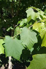 Image result for Alangium chinense